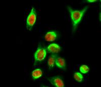 CYCS Monoclonal Antibody(4B10)