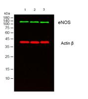 eNOS Monoclonal Antibody(Mix)