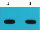 Avi-Tag Monoclonal Antibody(6E3)