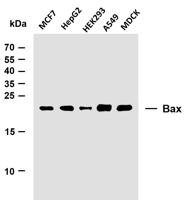 Bax (PTR1159) mouse mAb