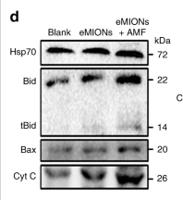 Bax (PTR1159) mouse mAb