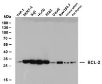 BCL-2 (PTR2303) mouse mAb