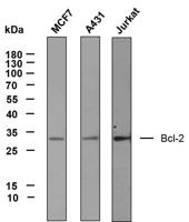 BCL-2 (PTR2303) mouse mAb