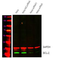 BCL-2 (PTR2303) mouse mAb