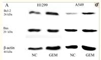 BCL-2 (PTR2303) mouse mAb