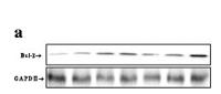 BCL-2 (PTR2303) mouse mAb