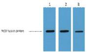 MBP-Tag Monoclonal Antibody(7G2)