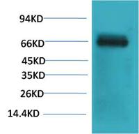 Bovine Serum Albumin Monoclonal Antibody(Mix-mA)