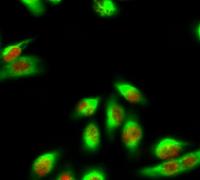 Caspase 9 Monoclonal Antibody(3-20)