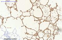 Caspase 9 Monoclonal Antibody(3-20)