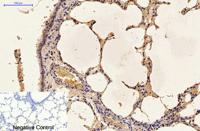 Caspase 9 Monoclonal Antibody(3-20)