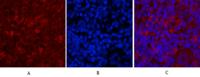 Caspase 9 Monoclonal Antibody(3-20)