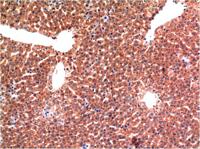 Caspase-3 mouse Monoclonal Antibody(5H10)