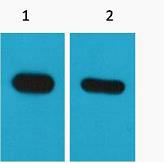 CBP-Tag Monoclonal Antibody(Mix)