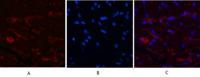 CD1 Monoclonal Antibody(9H6)