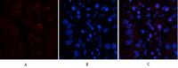 CD45 Monoclonal Antibody(12A9)