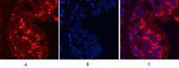 CD68 Monoclonal Antibody(6F3)