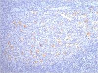 CD68 Monoclonal Antibody(6F3)