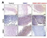 CDX2 Monoclonal Antibody(14H6)