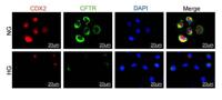 CDX2 Monoclonal Antibody(14H6)