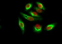 CDX2 Monoclonal Antibody(14H6)