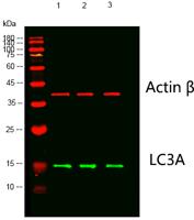 LC3A mouse Monoclonal Antibody(5G10)