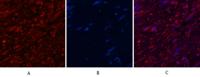 Aquaporin 4 Monoclonal Antibody(4H1)