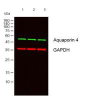 Aquaporin 4 Monoclonal Antibody(4H1)