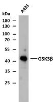 GSK3β (PTR2553) mouse mAb