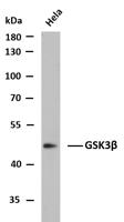 GSK3β (PTR2553) mouse mAb