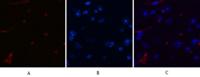 CHOP mouse Monoclonal Antibody(2B1)