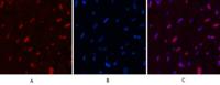 Histone H2B Monoclonal Antibody(Mix)