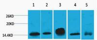 Histone H2B Monoclonal Antibody(Mix)