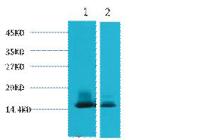 alpha Lactalbumin Monoclonal Antibody(9E9)