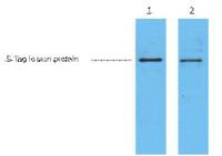 S-Tag Monoclonal Antibody(3B3)