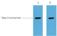 Strep-Tag II Monoclonal Antibody(7A10)