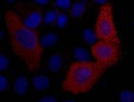 VSV-G-Tag Monoclonal Antibody(8D6)