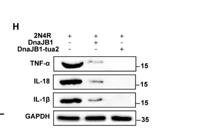 TNF-α Monoclonal Antibody(Q34)