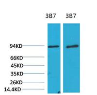 PI 3 Kinase P85α Monoclonal Antibody(3B7)