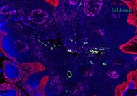 PD-1 (ABT-PD1) mouse mAb