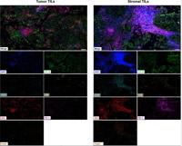 PD-1 (ABT-PD1) mouse mAb