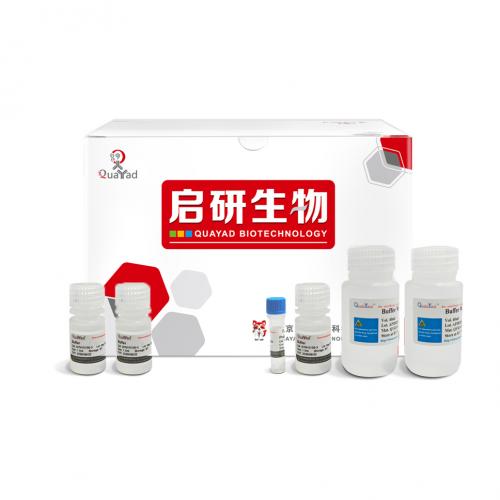 无内毒素质粒小提试剂盒 EndoFree Plasmid MiniPrep Kit