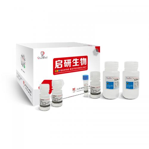 无内毒素质粒大提试剂盒 EndoFree Maxi Plasmid Kit