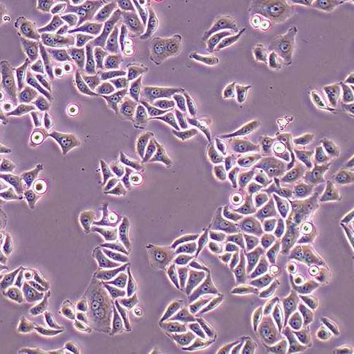Hela 人宫颈癌细胞