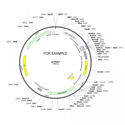 BL21-CodonPlus（DE3）-RIPL