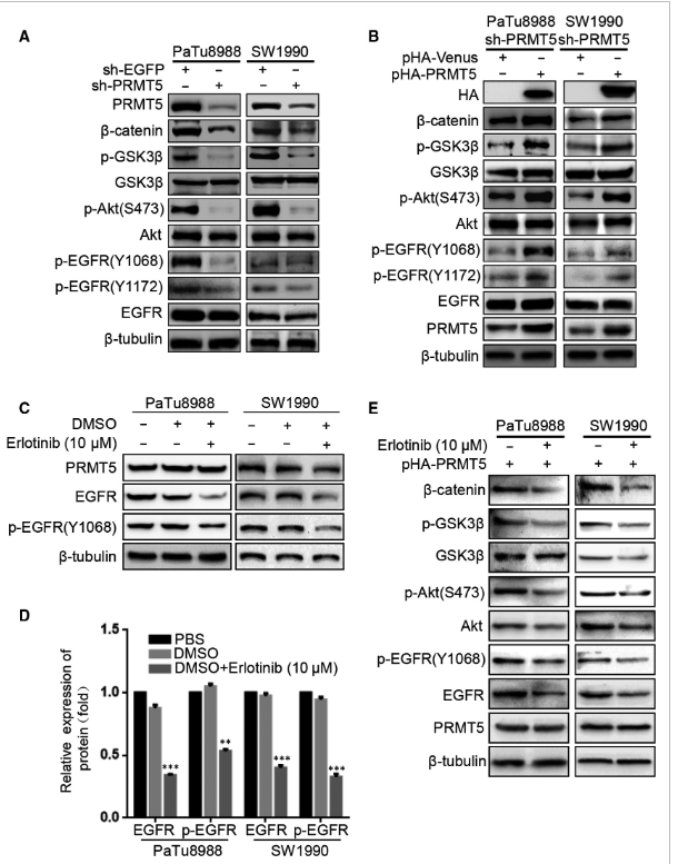 HA-Tag Monoclonal Antibody(1B10)