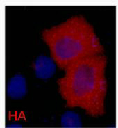 HA-Tag Monoclonal Antibody(1B10)