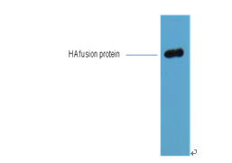 HA-Tag Monoclonal Antibody(1B10)