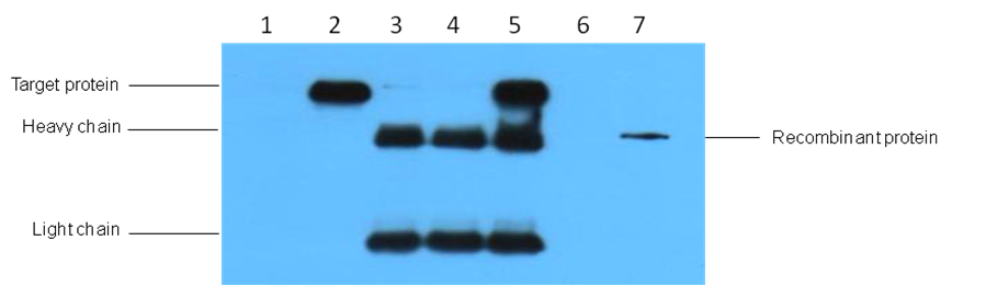 HA-Tag Monoclonal Antibody(1B10)