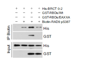 His-Tag Monoclonal Antibody(4E6)